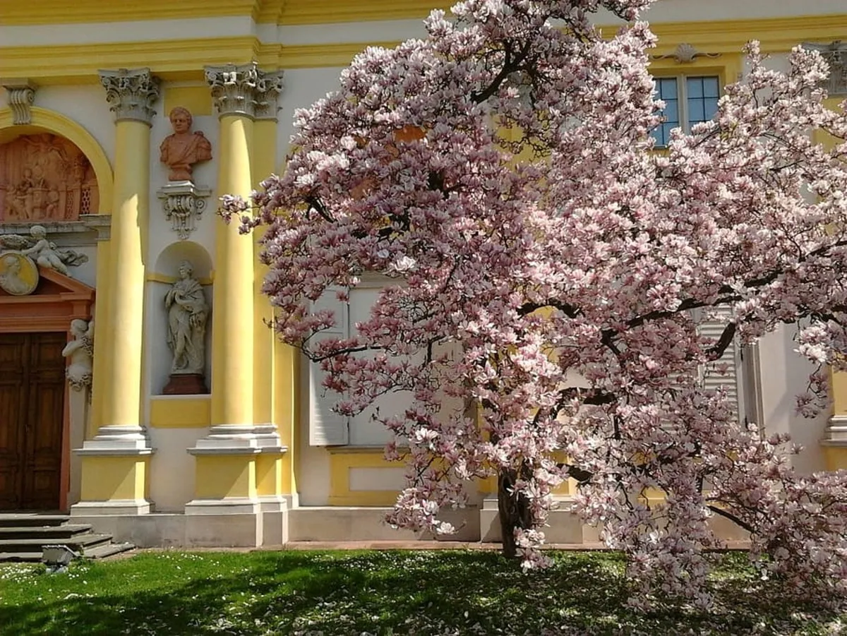 El palacio principal de los jardines más bonitos de Varsovia con ñas flores de un almendro en la parte frontal