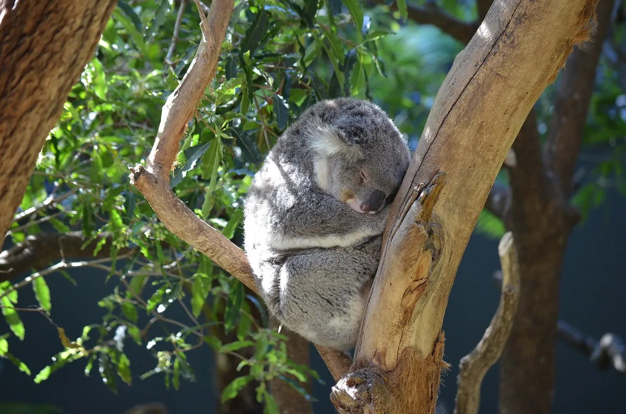 Zoo Taronga