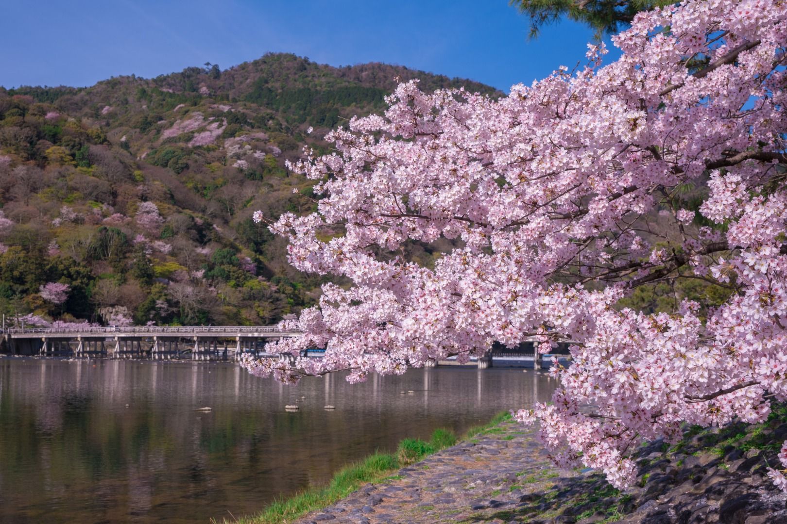 Imagen del tour: Kyoto Sagano Romantic Train, Arashiyama, Kiyomizudera & Fushimi Inari-taisha Day Tour