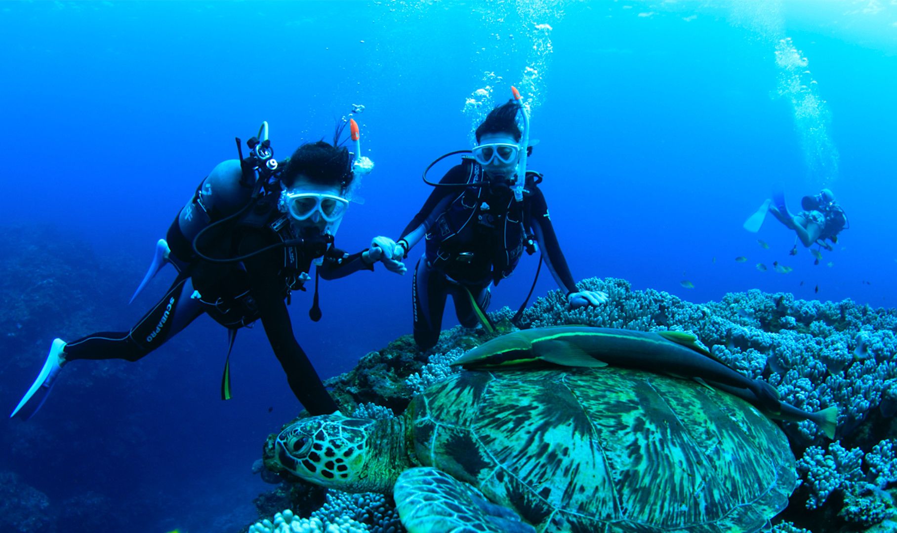 Imagen del tour: Fun Diving Experience on Ishigaki Island (license required)