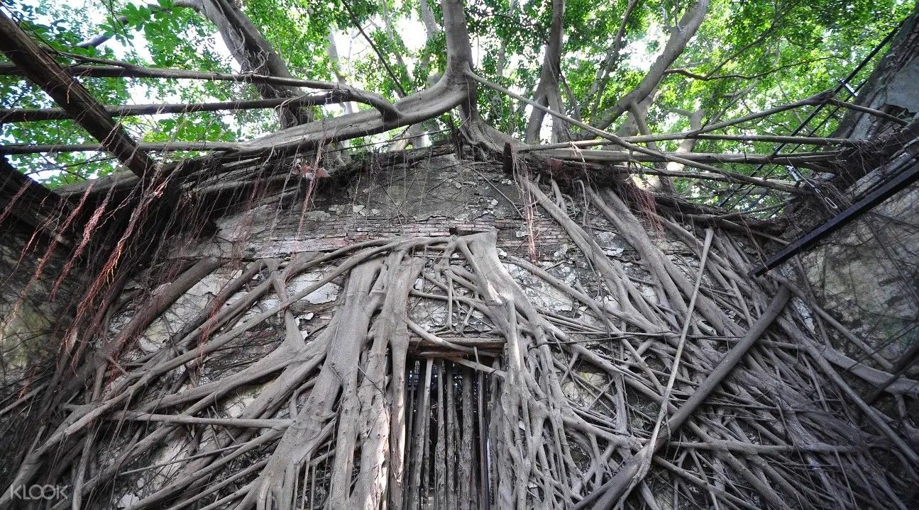 Imagen del tour: Anping Tree House Admission Ticket