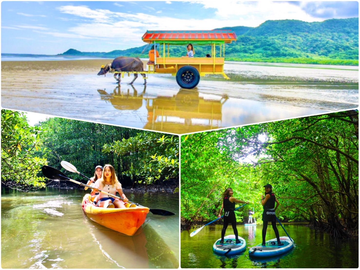Imagen del tour: SUP or Canoe at Mangrove Forest and Sightseeing in Yubujima Island 