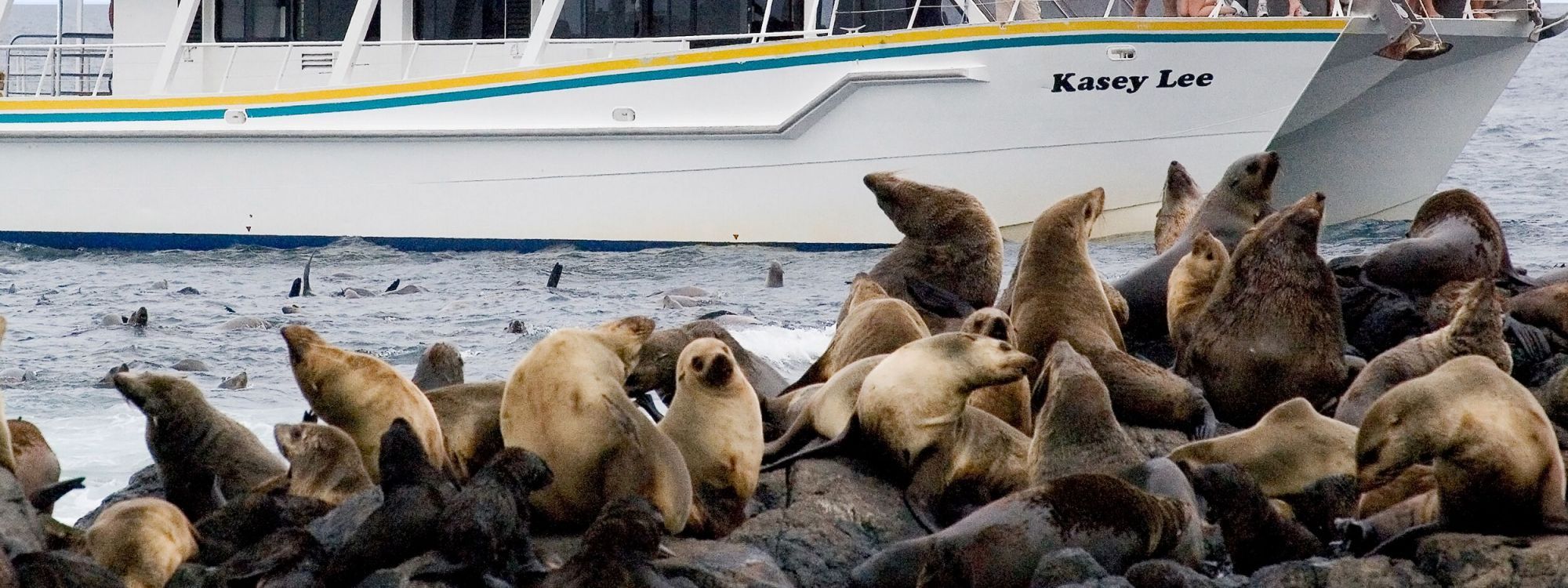 Imagen del tour: Phillip Island Seal Watching Cruise 