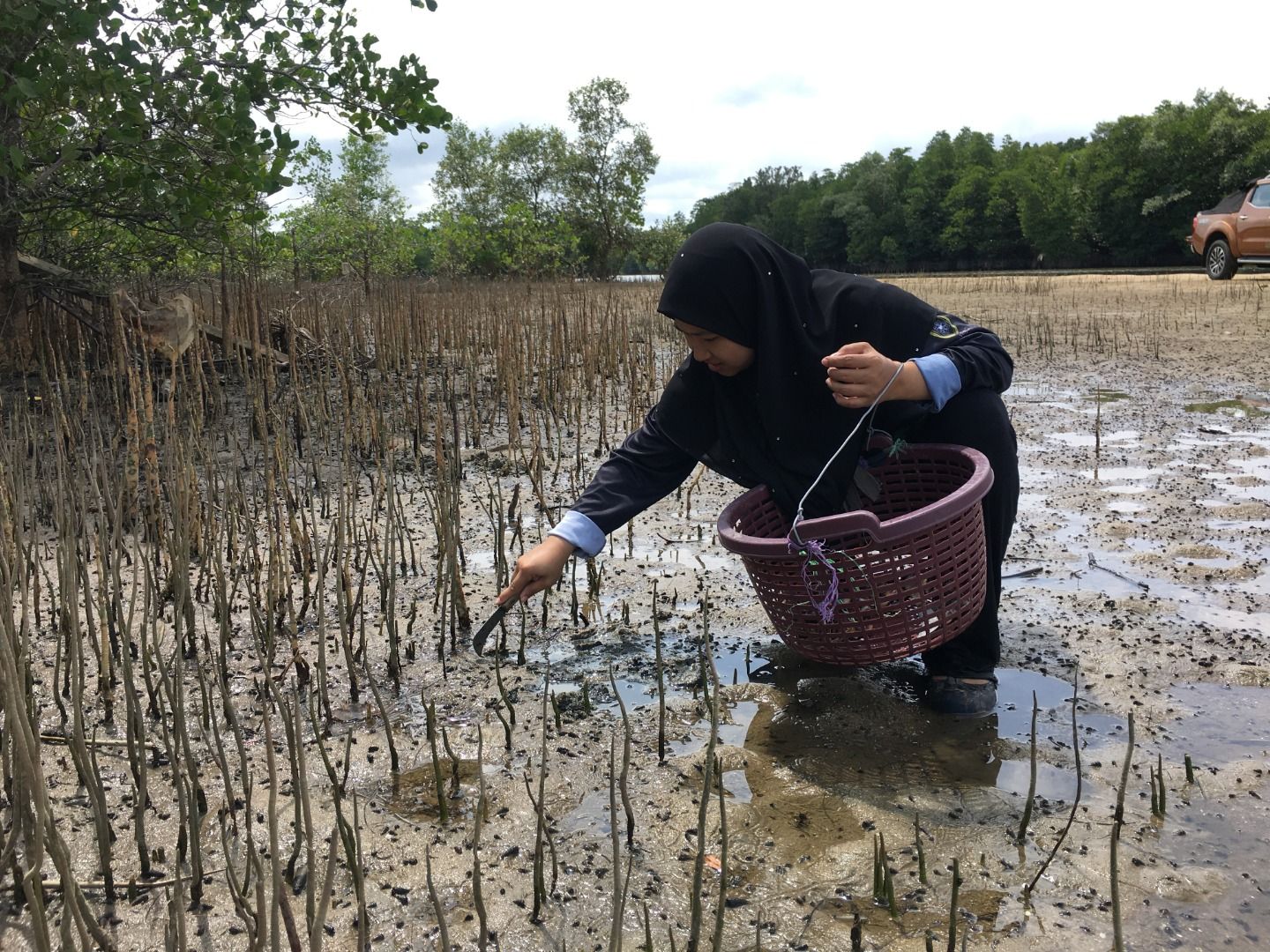 Imagen del tour: Beting Lintang Mussels Picking Experience