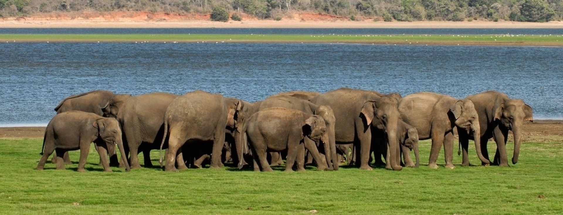 Imagen del tour: Minneriya National Park Safari Drive from Trincomalee