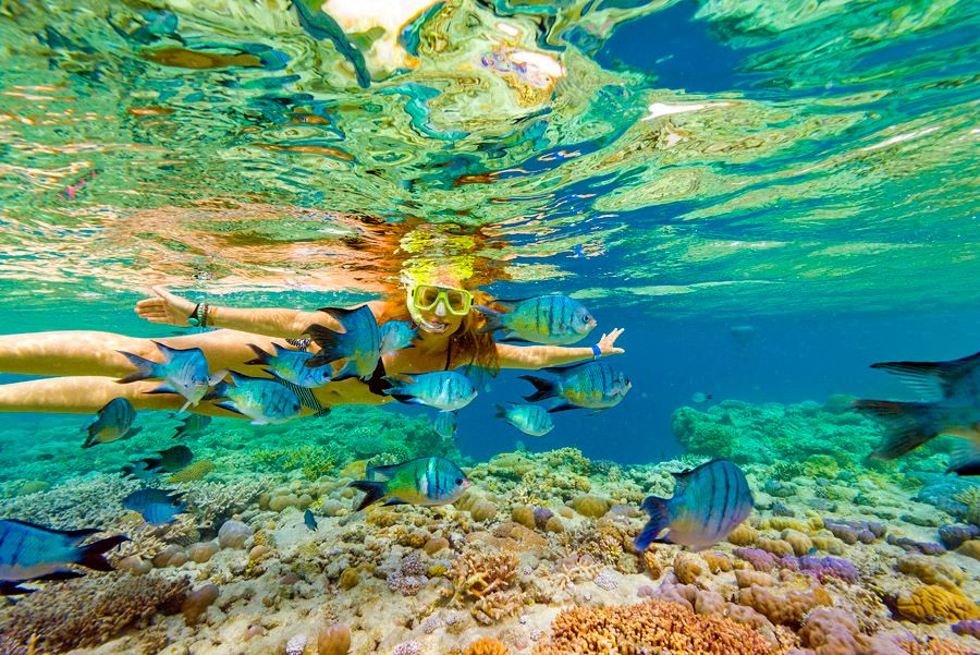 Imagen del tour: Great Barrier Reef Cruises from Airlie Beach or Hamilton Island