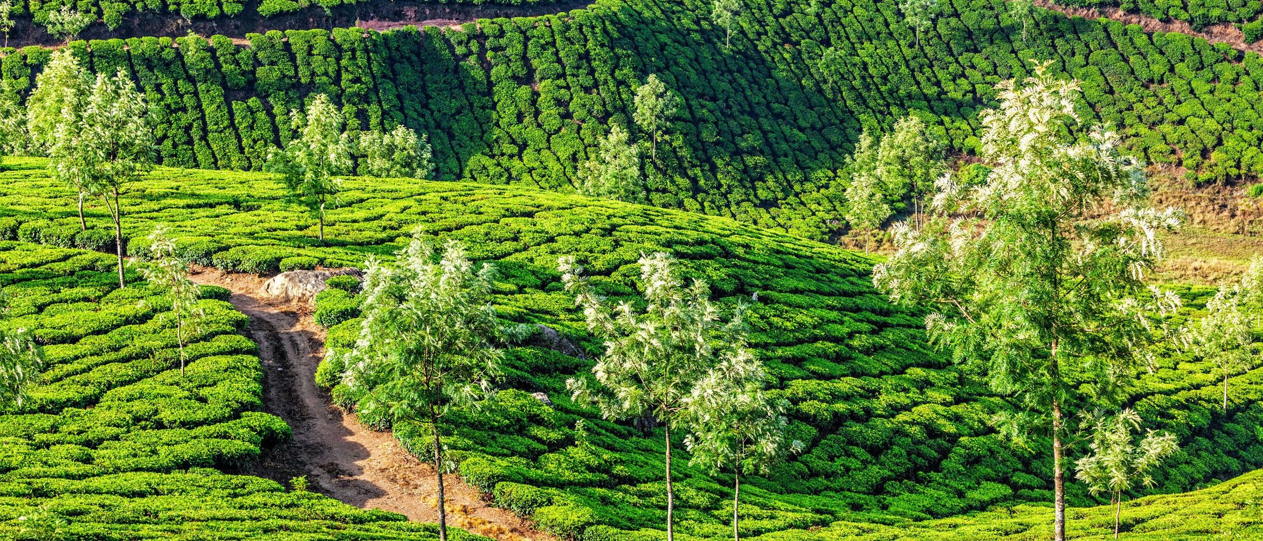 Imagen del tour: Munnar Mountain Cycling Tour