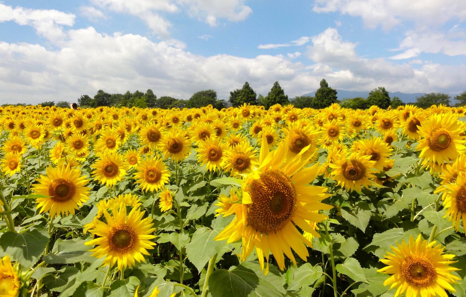 Imagen del tour: Hakodateyama Lily Garden, Obama Sunflower Field and Shirahige Shrine Tour with Lunch