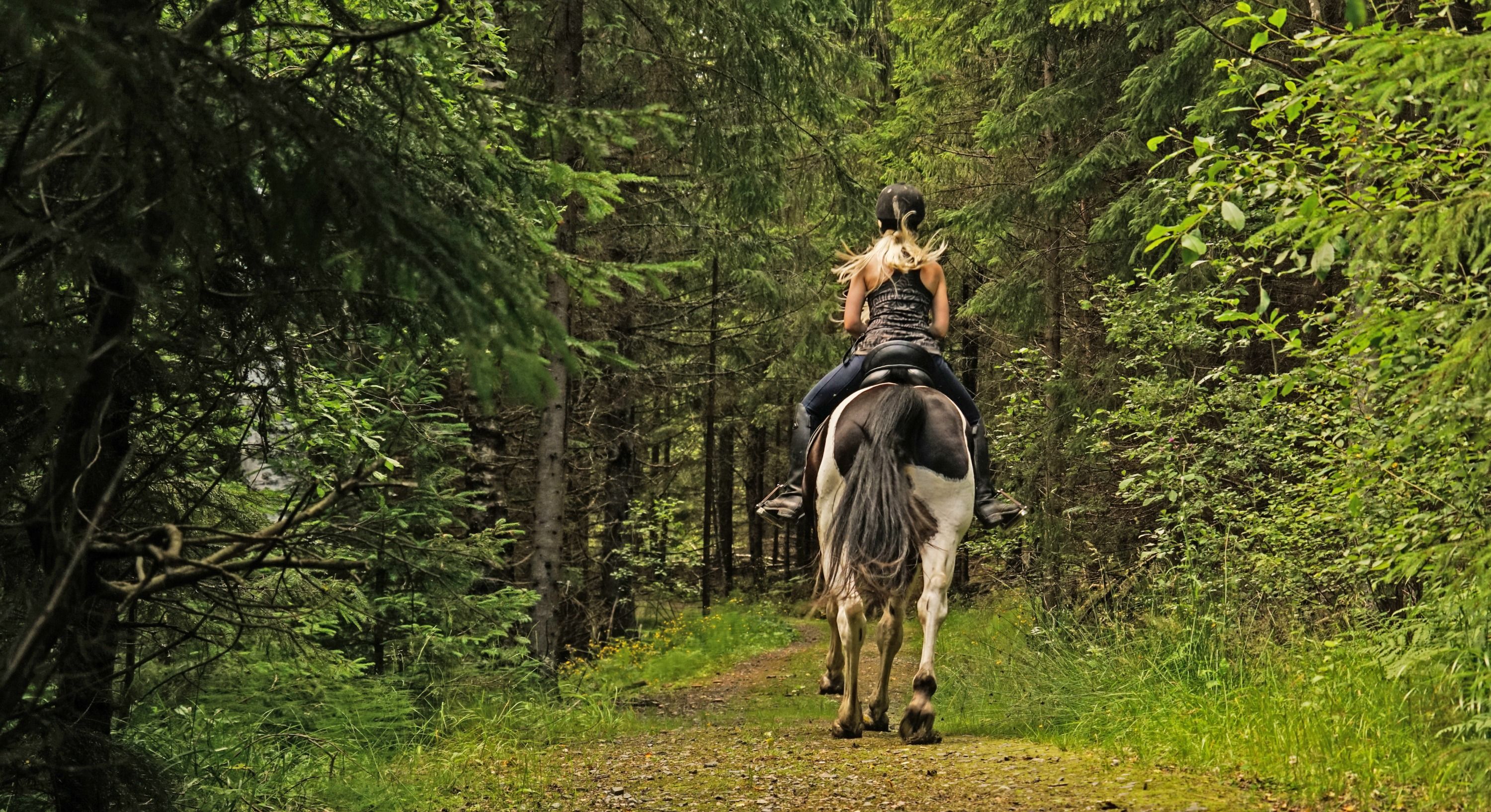 Imagen del tour: Bush Horse Riding in the Mornington Peninsula