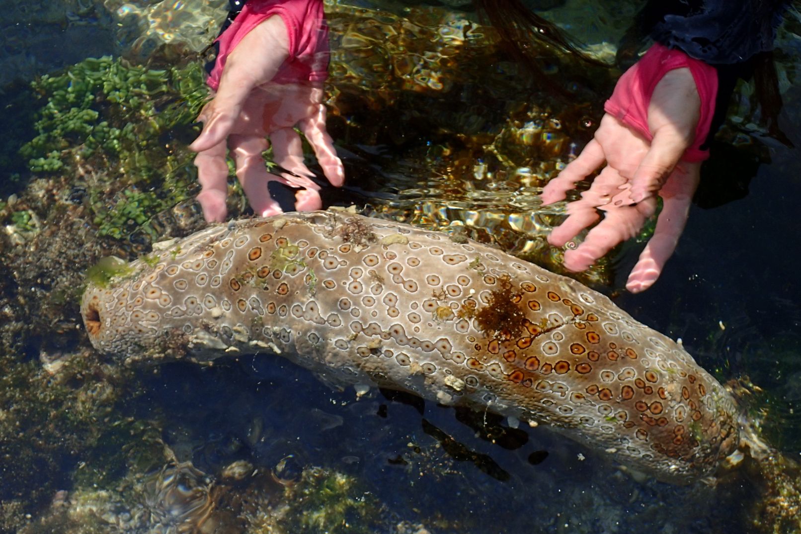 Imagen del tour: Green Island Intertidal Zone Adventure in Taitung