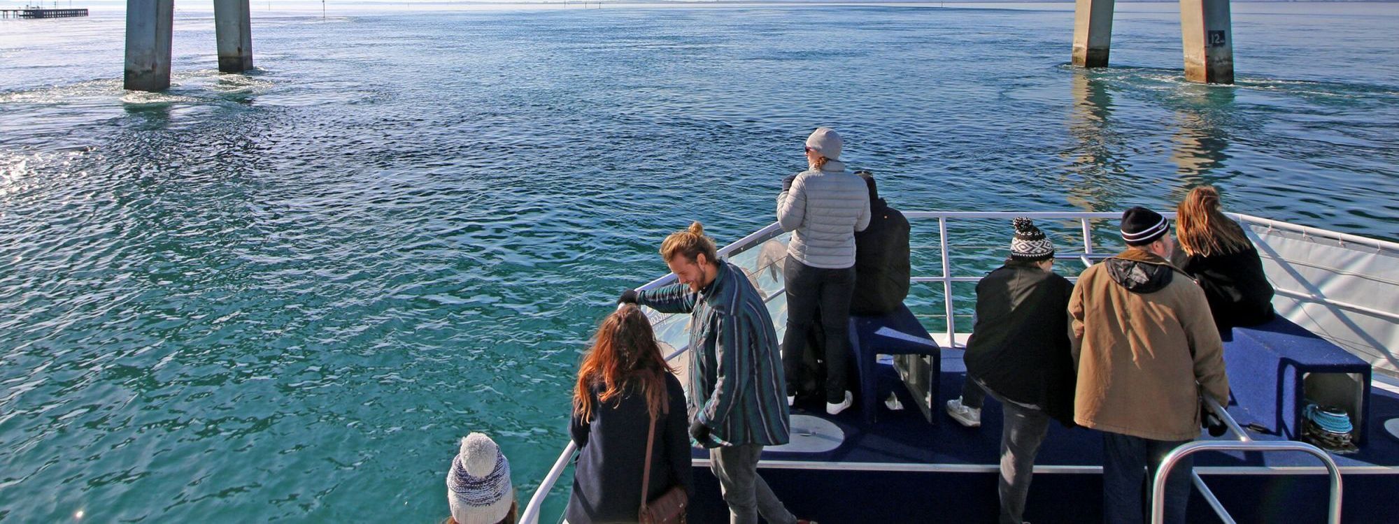 Imagen del tour: Phillip Island Cape Woolamai Cruise