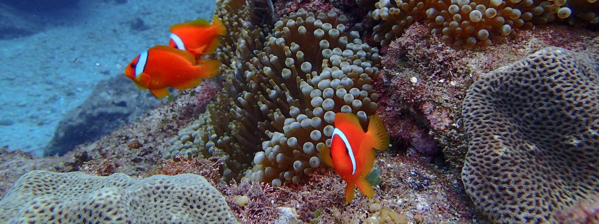 Imagen del tour: Orchid Island Fun Diving