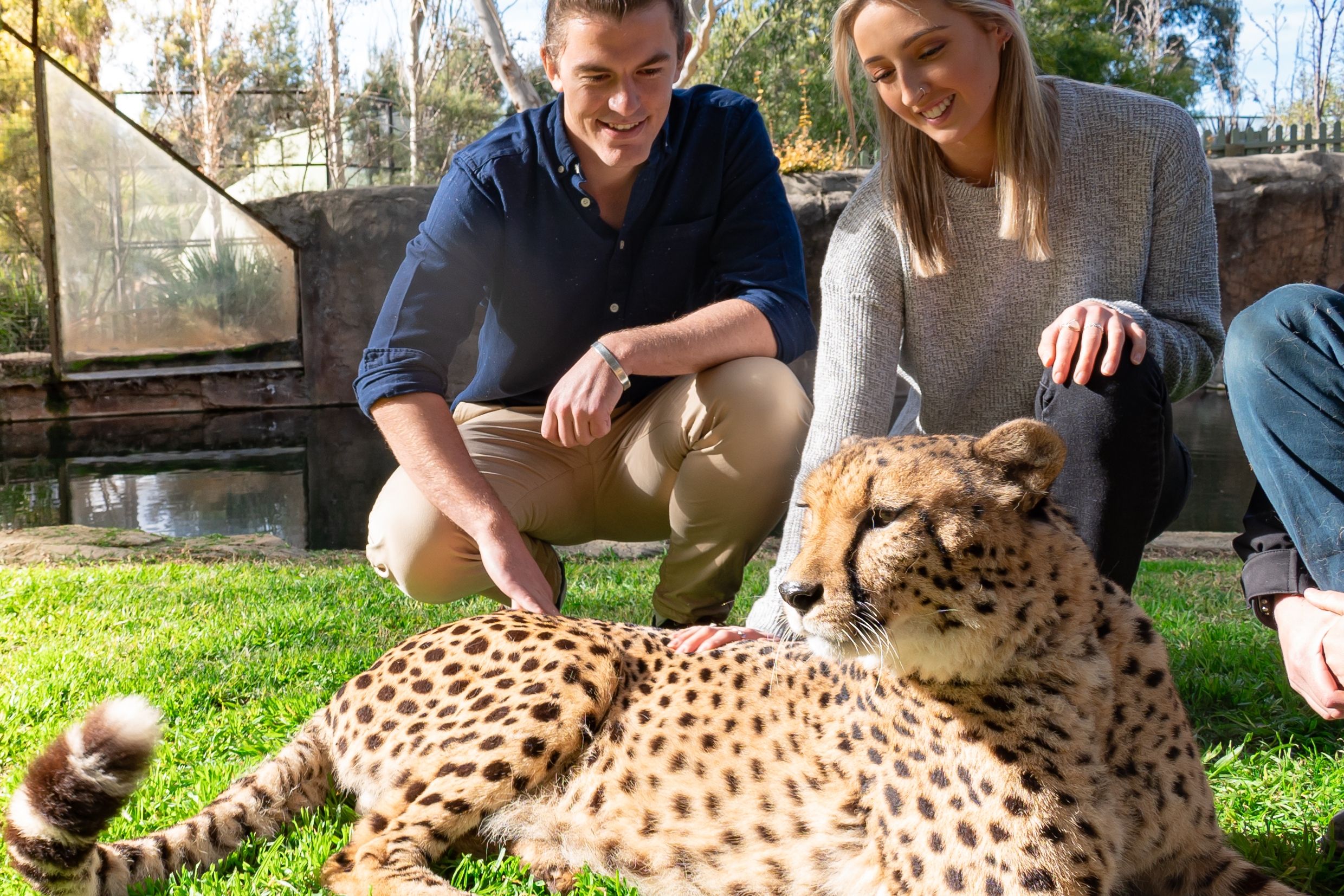 Imagen del tour: National Zoo & Aquarium Canberra Meet-A-Cheetah Experience