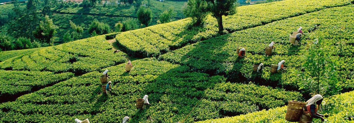 Imagen del tour: Munnar Kolukkumalai Half Day Jeep Safari