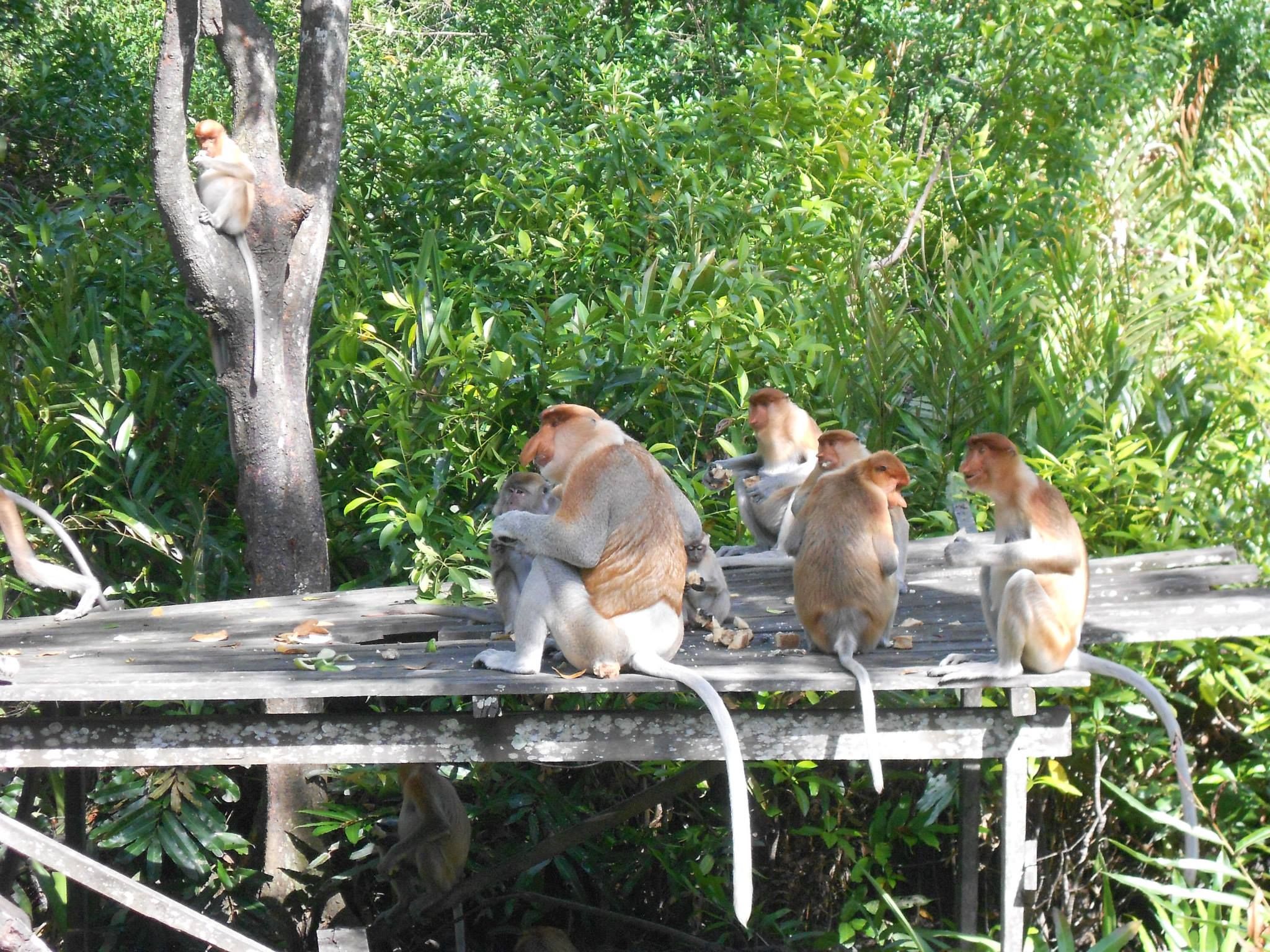 Imagen del tour: Sepilok Orang Utan and Labuk Bay Proboscis Monkey Sanctuary Half Day Tour in Sandakan