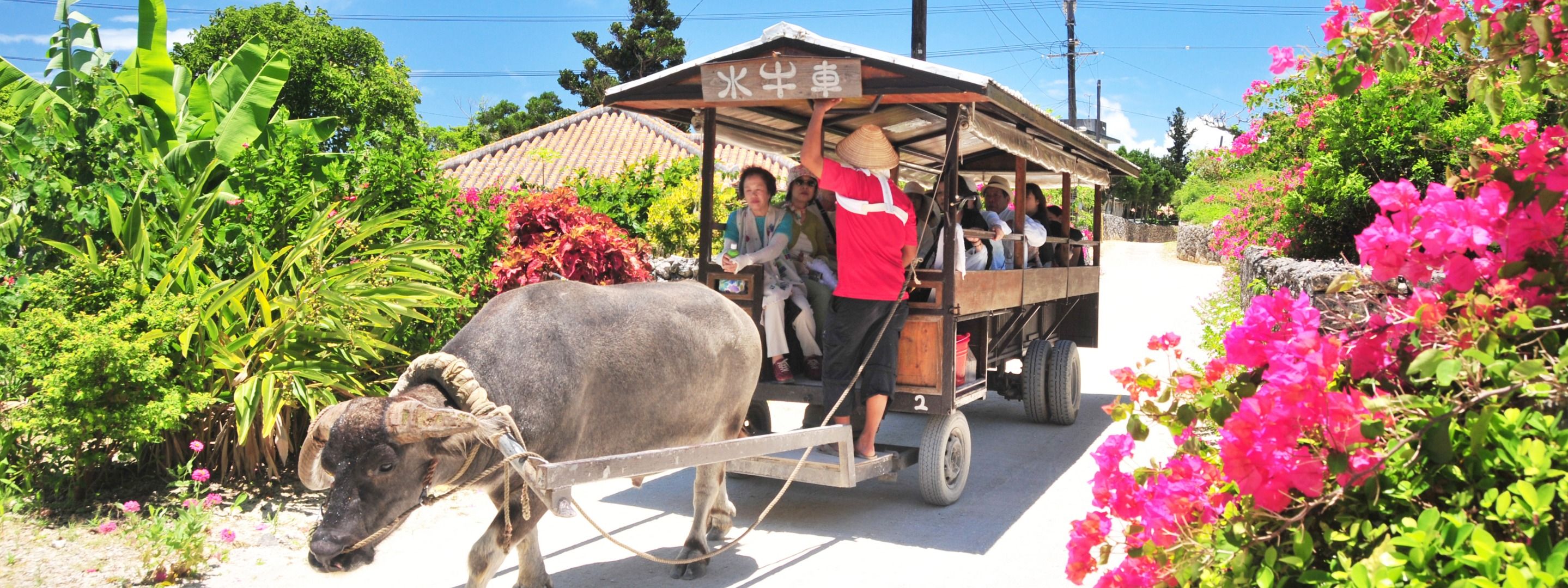 Imagen del tour: Taketomi Island Trip From Ishigaki Island in Okinawa