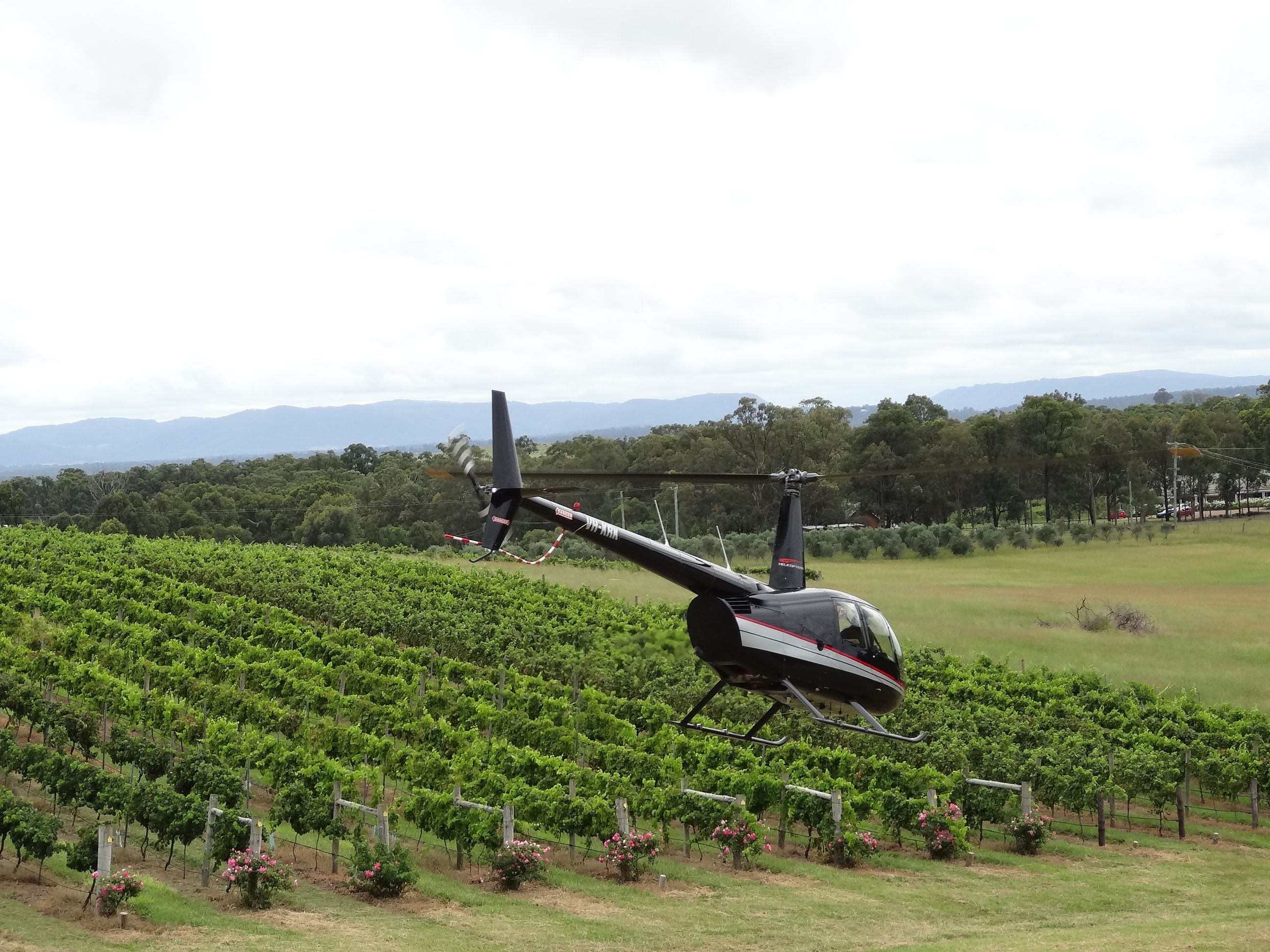 Imagen del tour: Hunter Valley Wine Tasting by Helicopter