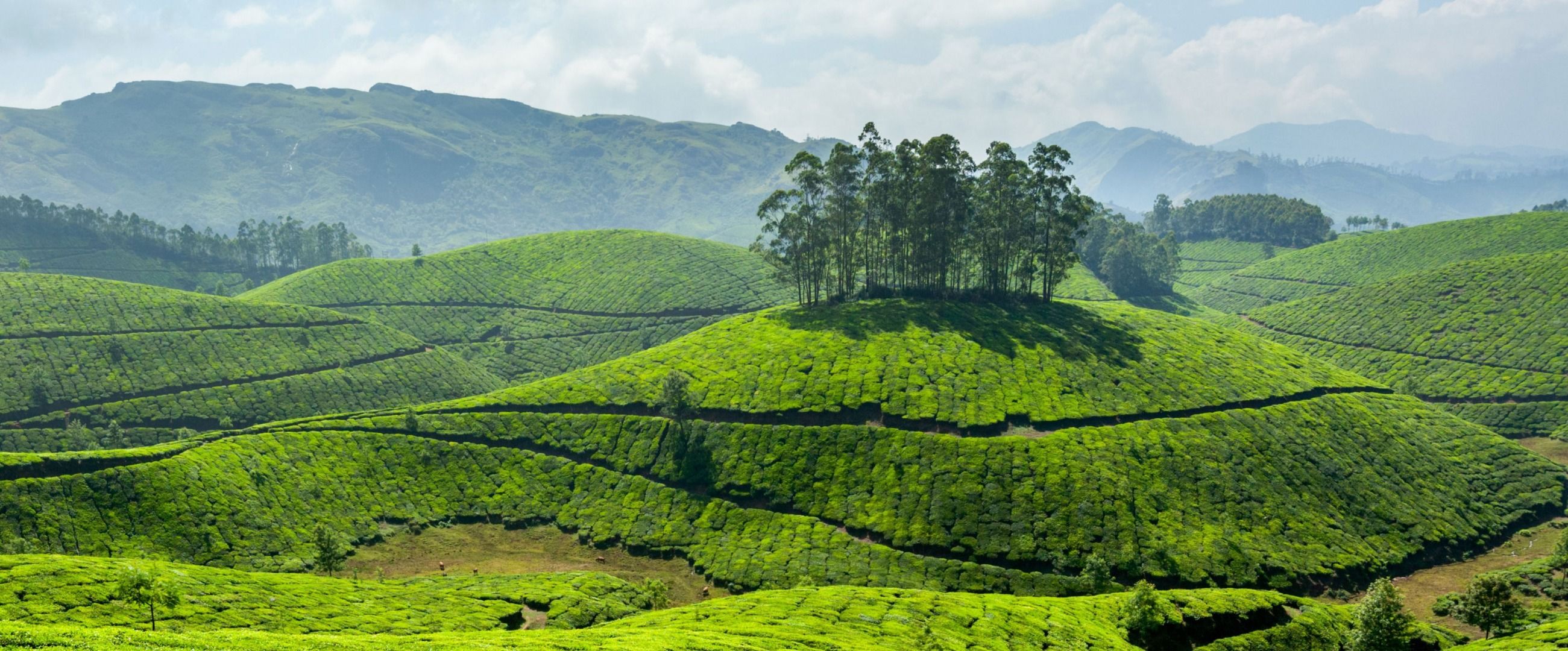 Imagen del tour: Munnar Tea Plantation Walking Tour