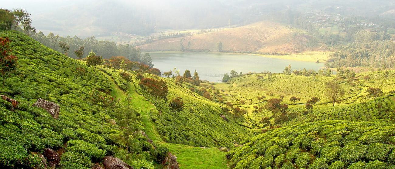 Imagen del tour: Munnar Tea Valley Tour (Half Day/Full Day)