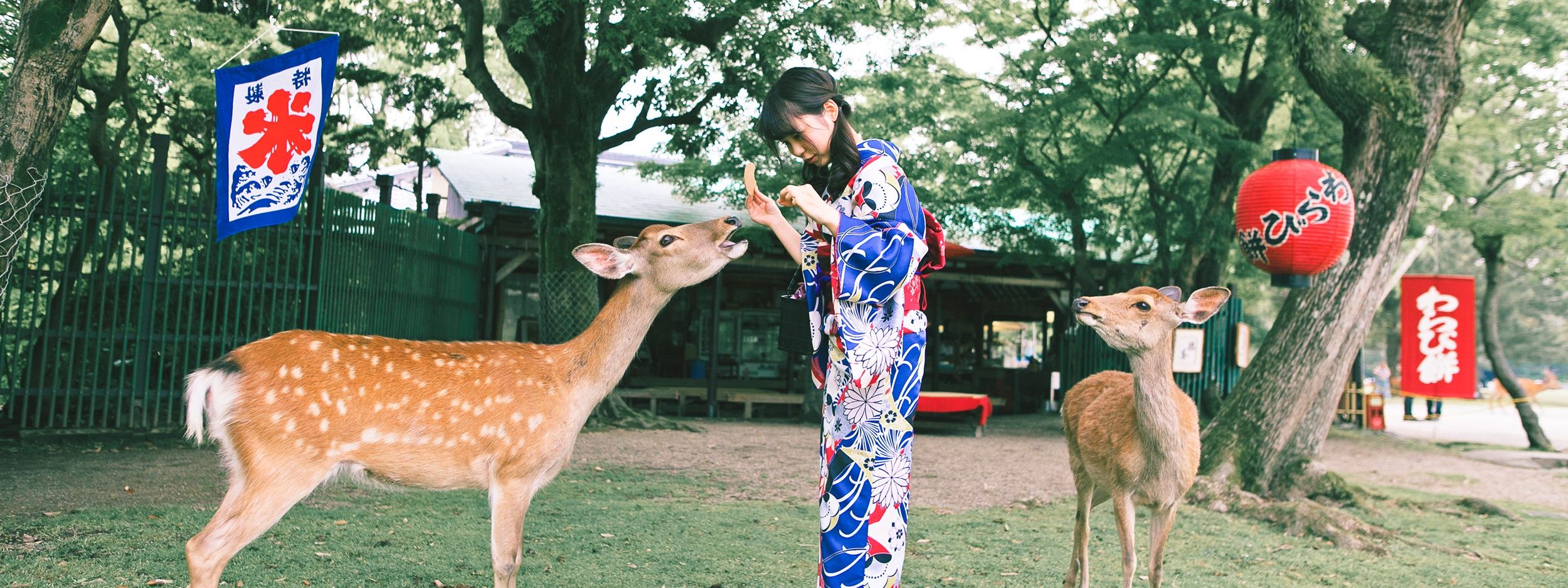 Imagen del tour: Nara Kimono and Deer Experience Day Trip from Kyoto (with One Way Transfer)