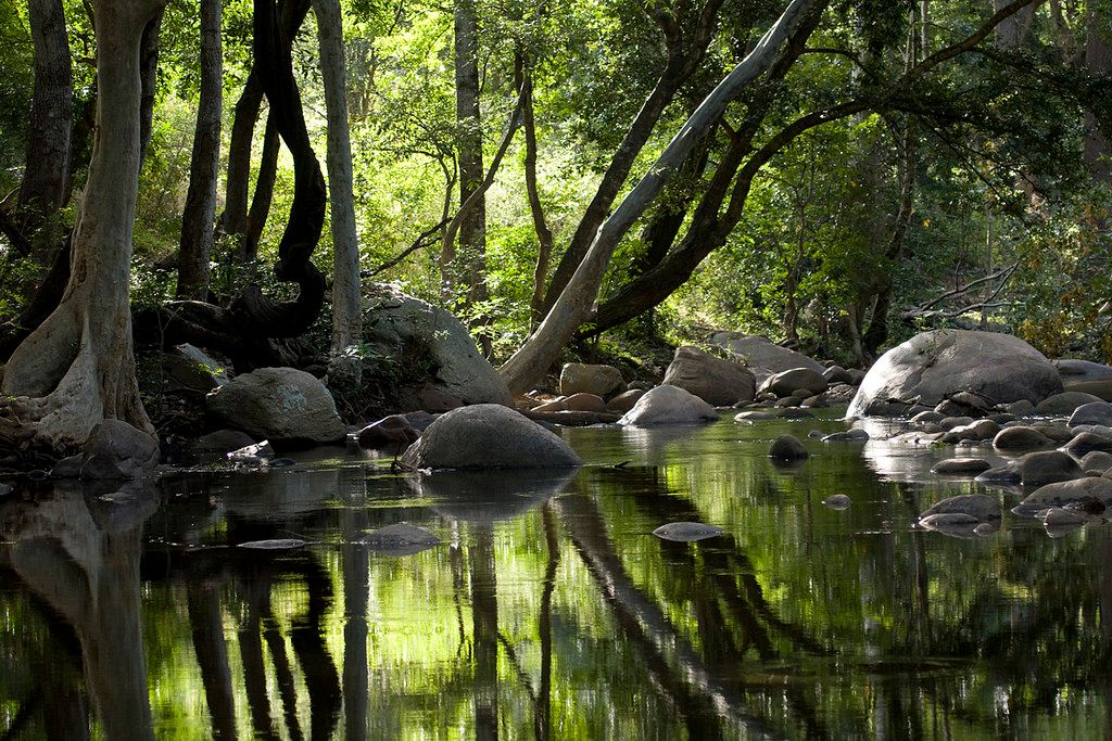 Imagen del tour: Munnar Chinnar Wildlife Sanctuary Night Safari