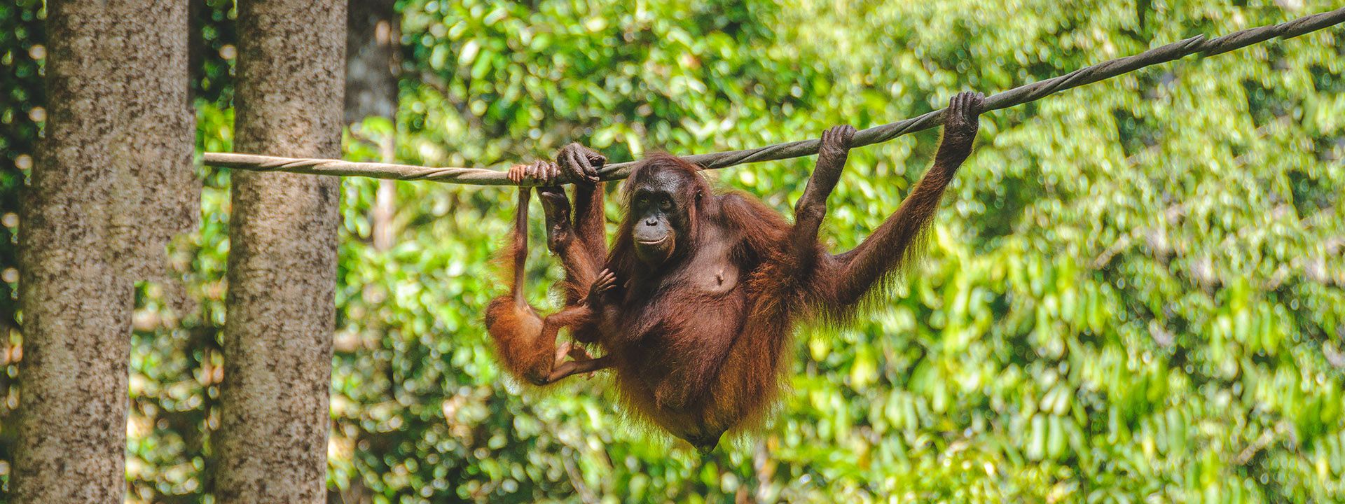 Imagen del tour: Sepilok Orangutan Centre Half Day Tour