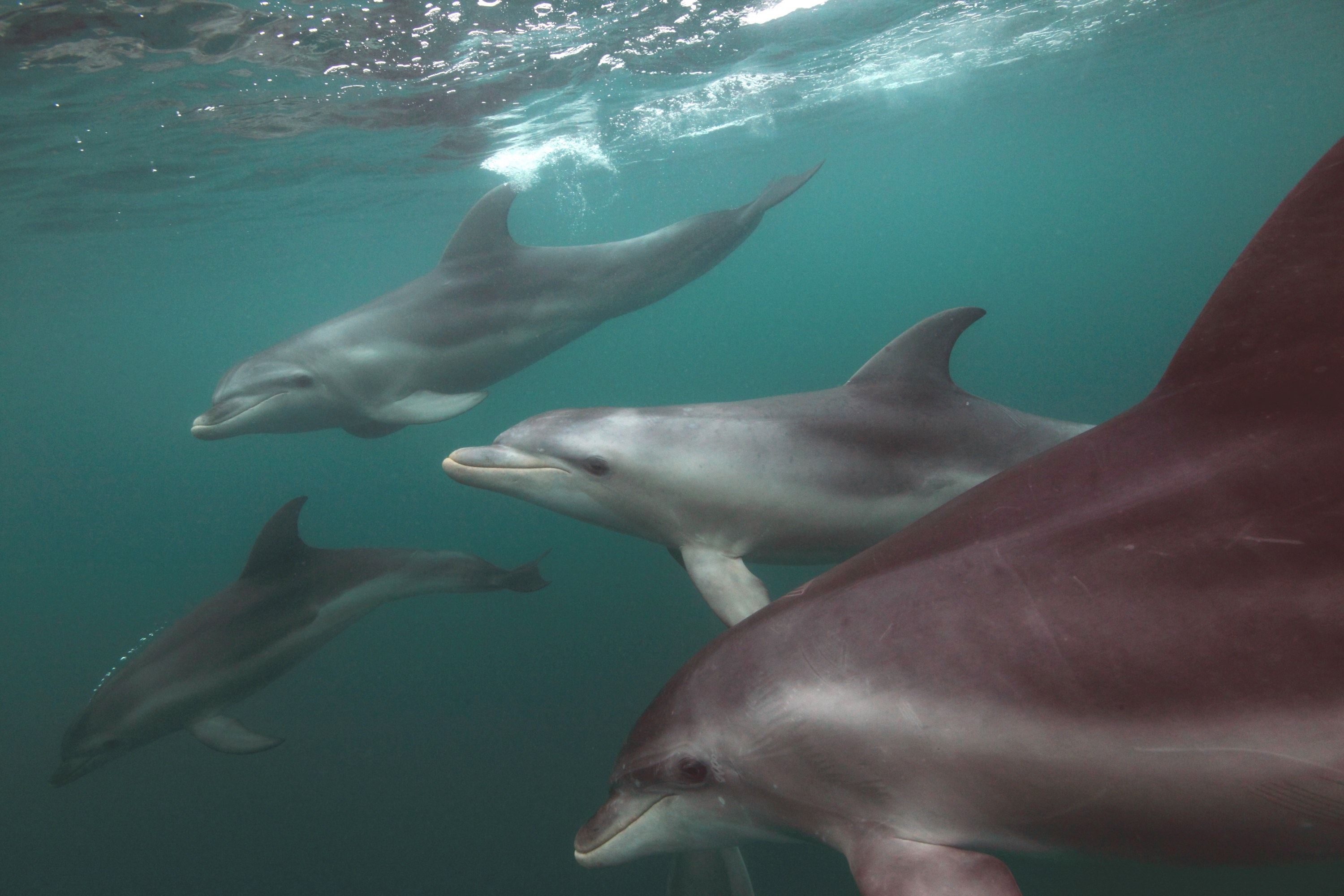 Imagen del tour: Dolphin & Seal Swim on the Mornington Peninsula