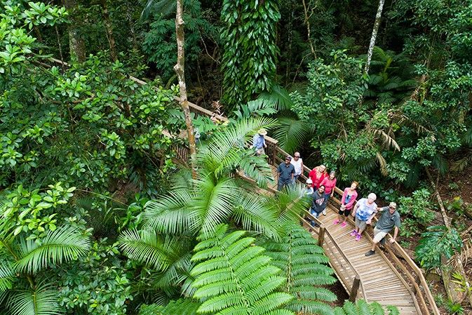 Imagen del tour: Daintree Rainforest and Cape Tribulation Full Day Tour from Cairns