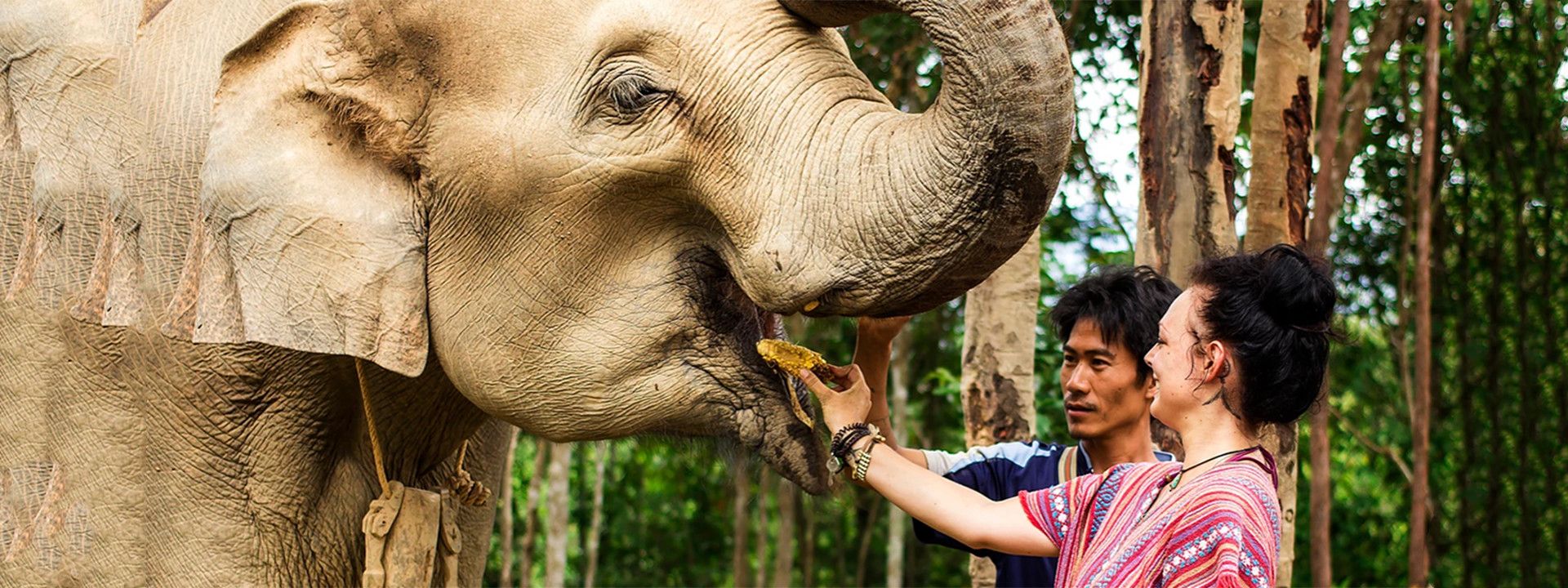 Imagen del tour: Santuario de elefantes Chiang Mai