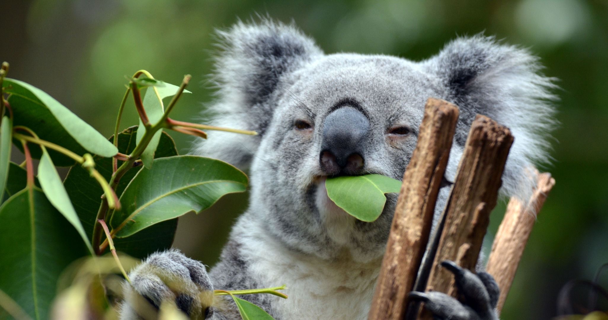 Imagen del tour: Kuranda Koala Gardens General Admission Ticket in Cairns