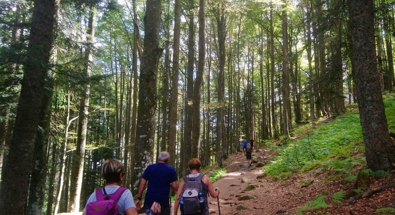 Imagen del tour: Ruta de senderismo guiada en español: Triberg