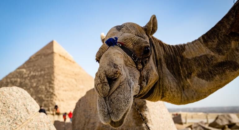 Imagen del tour: Free Tour a las Pirámides y Esfinge de Giza
