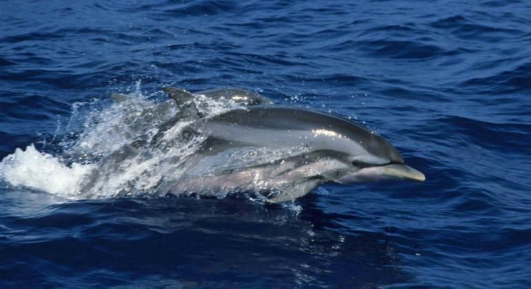 Imagen del tour: Observación de ballenas y delfines en Trincomalee