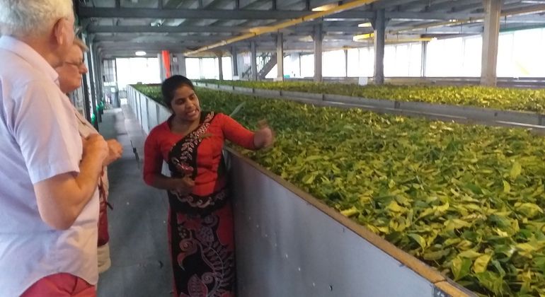 Imagen del tour: Sorprendentes especias naturales y té de Ceilán en los alrededores de Kandy