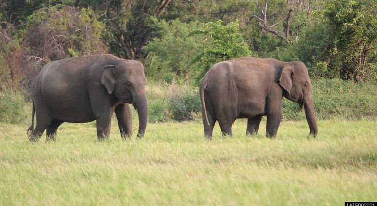 Imagen del tour: Safari en el Parque Nacional de Minneriya