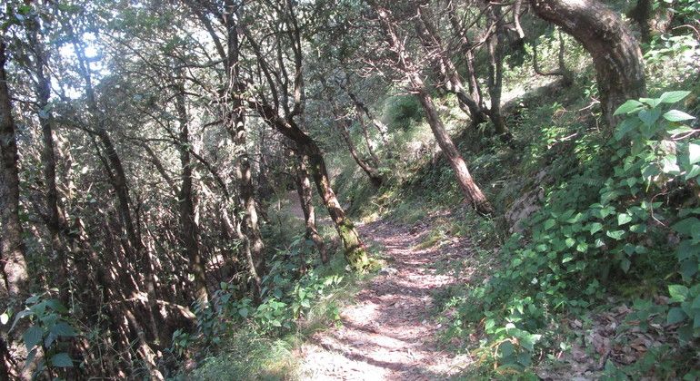 Imagen del tour: Paseo por la Naturaleza de Mussorie