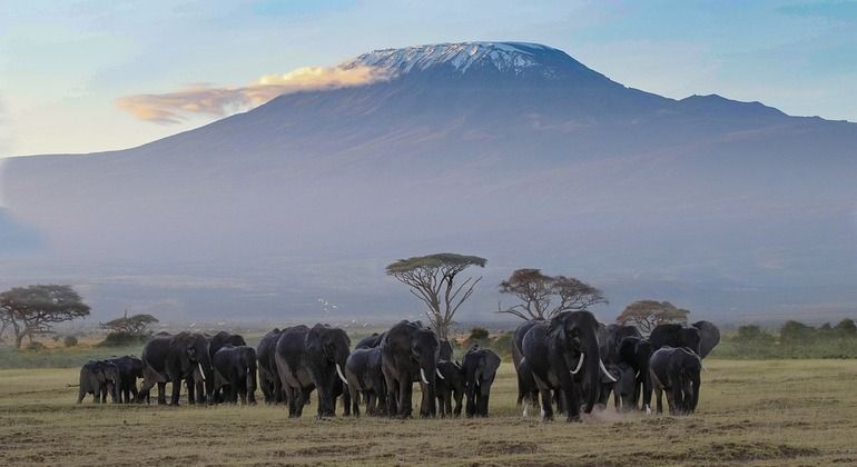Imagen del tour: safari de 3 días en Amboseli Tsavo, Parque Nacional del Oeste