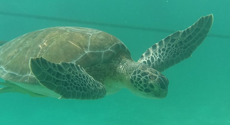 Imagen del tour: Tortugas Snorkel, Bicicleta Y Acuario Natural Snorkel