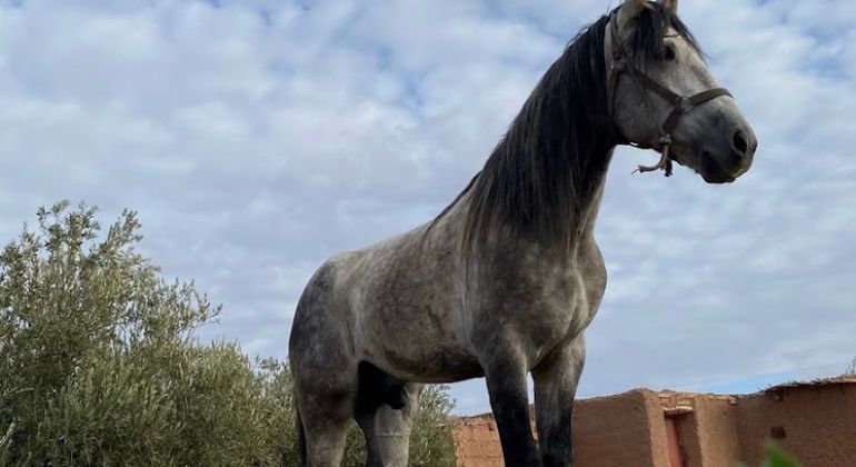 Imagen del tour: Viaje a caballo por Ouarzazate: Explorando la belleza escénica