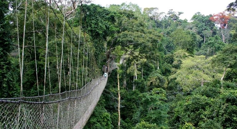 Imagen del tour: Recorrido por el Parque Nacional de Kakum y el Castillo de Cape Coast 