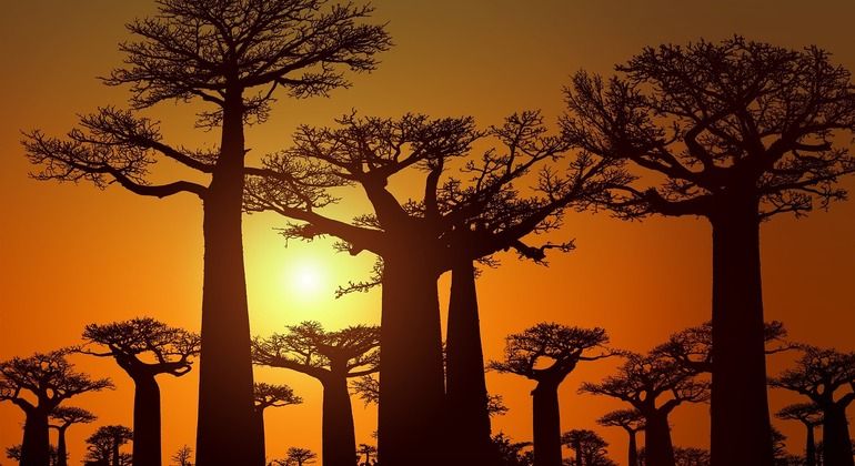 Imagen del tour: Puesta de sol en la Avenida de los Baobabs