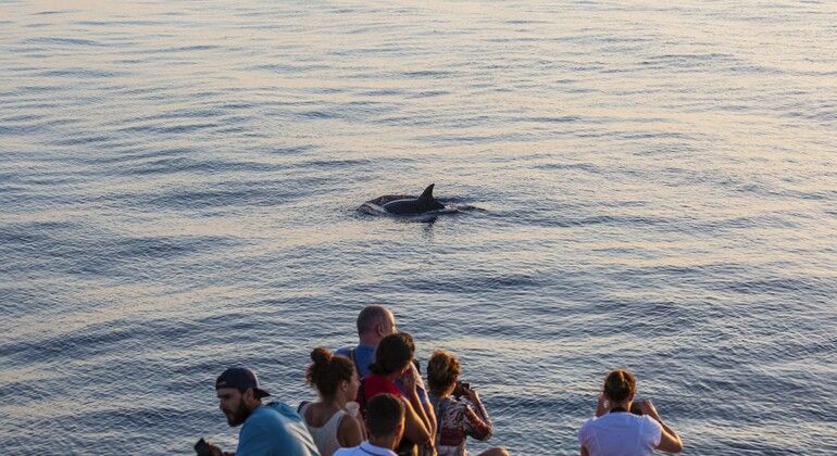 Imagen del tour: Alcudia: Observación de delfines en el mar