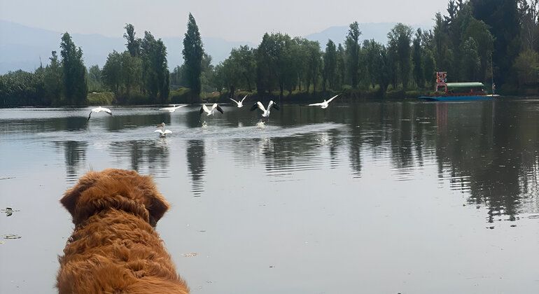 Imagen del tour: Maravillas de Xochimilco: Un viaje culinario y cultural