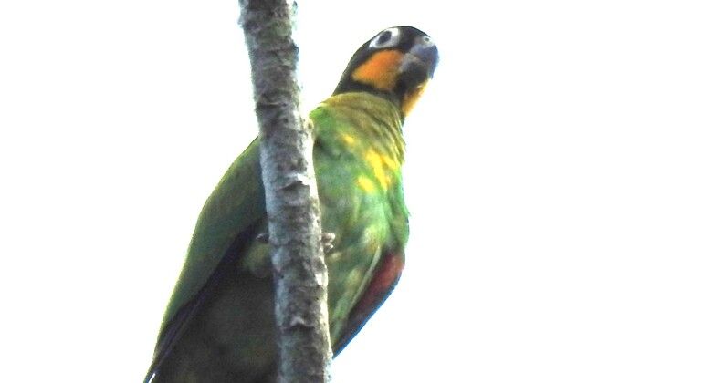 Imagen del tour: Observación de aves en el Amazonas