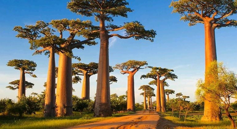 Imagen del tour: Visita de un día a la Avenida de los Baobabs y el Bosque Kirindy