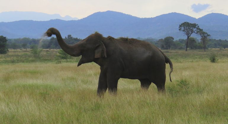 Imagen del tour: Safari de un Día Completo en el Parque Nacional Wasgamuwa