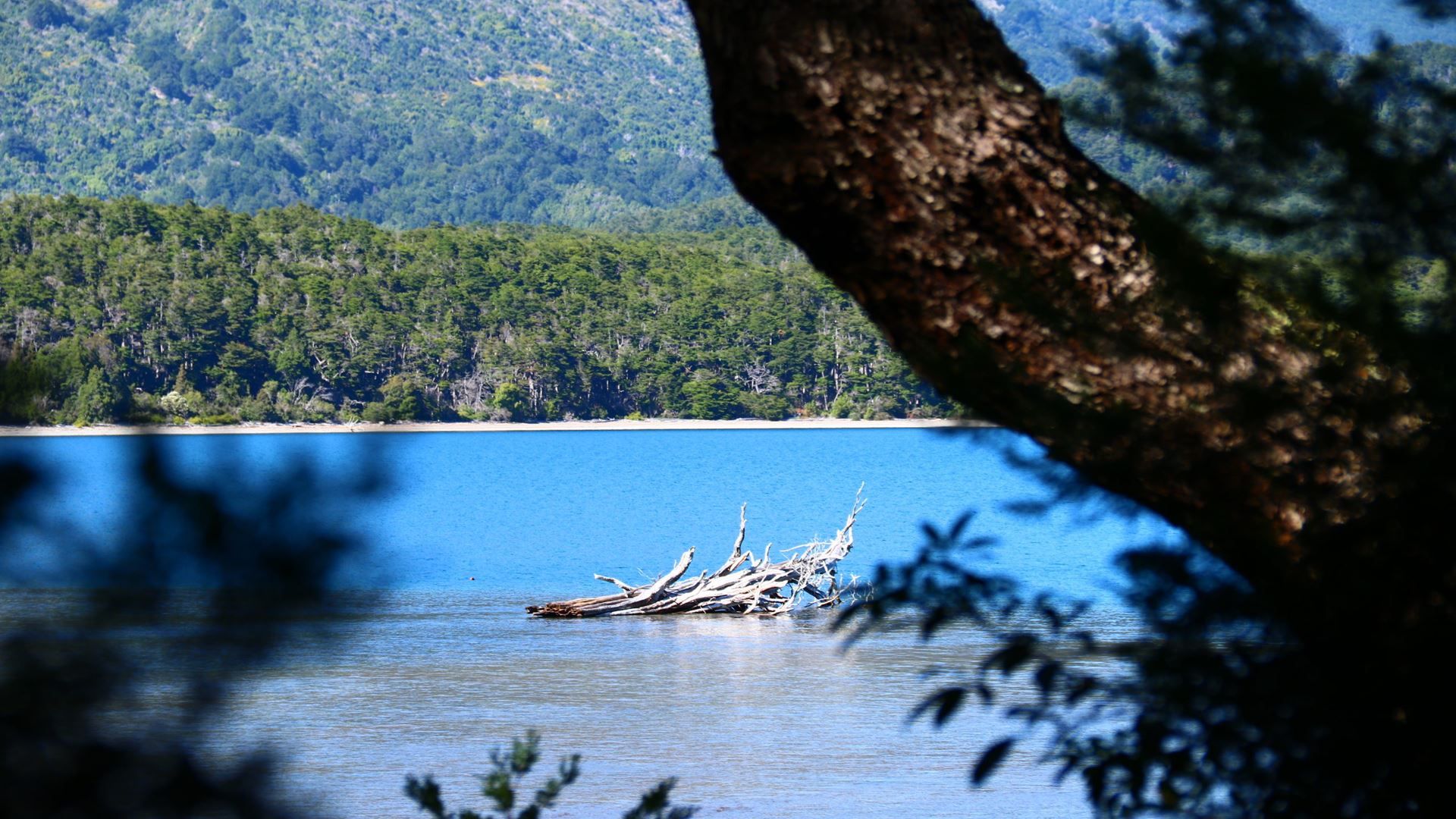 Imagen del tour: Paseo En Catamarán Lago Menéndez