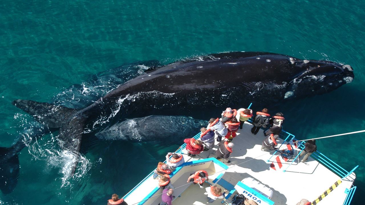 Imagen del tour: Avistaje De Ballenas