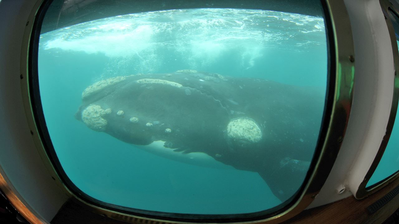 Imagen del tour: Avistaje Submarino De Ballenas