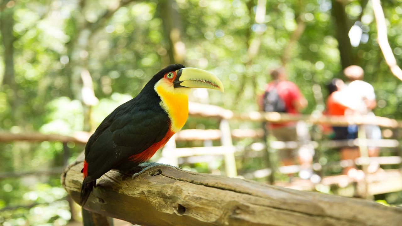 Imagen del tour: Excursión Al Parque De Las Aves